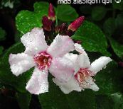 fotoğraf Saksı çiçekleri Strophantus tropik sarmaşık, Strophanthus pembe