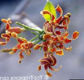 foto I fiori domestici Strofanto la liana, Strophanthus arancione