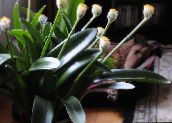 nuotrauka Kambarines gėles Teptuku, Kraujo Lelija, Jūros Kiaušinis, Pūderslotiņa žolinis augalas, Haemanthus baltas