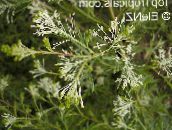 φωτογραφία Εσωτερικά λουλούδια Grevillea θάμνοι, Grevillea sp. λευκό