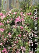 фотографија Затворене Цветови Гревиллеа грмови, Grevillea sp. розе