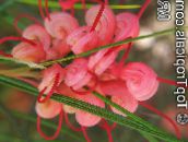 фотографија Затворене Цветови Гревиллеа грмови, Grevillea sp. црвено