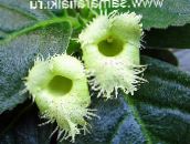 foto Flores de salón Alsobia colgantes verde