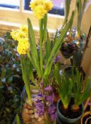 foto Podu Ziedi Amaryllis zālaugu augs, Hippeastrum dzeltens