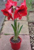 foto Pot Bloemen Amaryllis kruidachtige plant, Hippeastrum rood