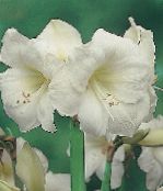 blanc Amaryllis Herbeux
