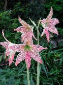 снимка Интериорни цветове Беладона тревисто, Hippeastrum розов
