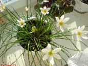 foto Krukblommor Regn Lilja,  örtväxter, Zephyranthes vit