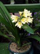 foto Pot Bloemen Struik Lelie, Boslelie kruidachtige plant, Clivia geel