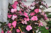 roze Magische Bloem, Noot Orchidee Opknoping Planten