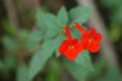 raudonas Magija Gėlių, Riešutų Orchidėja Kabo Augalų