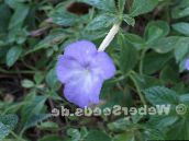 luz azul Magic Flower, Nut Orchid Pendurado Planta