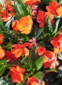orange Geduld Pflanze, Balsam, Juwel Unkraut, Busy Lizzie Grasig