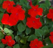 κόκκινος Φυτό Υπομονή, Βάλσαμο, Κόσμημα Ζιζανίων, Απασχολημένος Lizzie Ποώδη