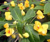 снимка Интериорни цветове Търпение Растение, Балсам, Бижу С Плевелите, Зает Лизи тревисто, Impatiens жълт