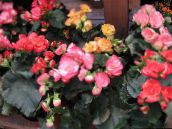фото Комнатные цветы Бегония травянистые, Begonia розовый