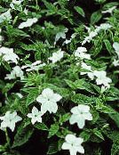 fotoğraf Saksı çiçekleri Browallia otsu bir bitkidir beyaz