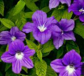 photo Pot Flowers Browallia herbaceous plant purple