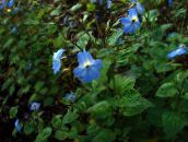 gaiši zils Browallia Zālaugu Augs