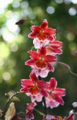 fotografie Oală Flori Vuylstekeara-Cambria planta erbacee roșu