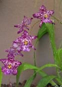 bilde Pot Blomster Vuylstekeara-Cambria urteaktig plante lilla