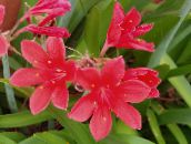 foto Podu Ziedi Vallota zālaugu augs, Vallota (Cyrtanthus) sārts