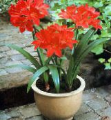 foto I fiori domestici Vallota erbacee, Vallota (Cyrtanthus) rosso