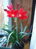 foto Podu Ziedi Vallota zālaugu augs, Vallota (Cyrtanthus) sarkans
