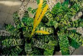 gul Vriesea Urteagtige Plante