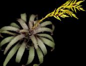 foto Podu Ziedi Vriesea zālaugu augs dzeltens