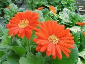 foto Topfblumen Transvaal Daisy grasig, Gerbera orange