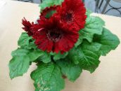 фото Комнатные цветы Гербера травянистые, Gerbera бордовый