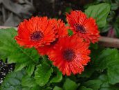 rood Transvaal Daisy Kruidachtige Plant
