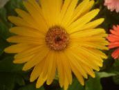 фотографија Затворене Цветови Трансваал Даиси травната, Gerbera жут