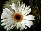 hvit Transvaal Daisy Urteaktig Plante