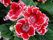red Sinningia (Gloxinia) Herbaceous Plant