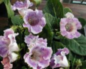 foto Pote flores Sinningia (Gloxinia) planta herbácea lilás