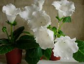 fotoğraf Saksı çiçekleri Sinningia (Gloksinya) otsu bir bitkidir, Sinningia (Gloxinia) beyaz