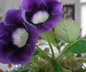 nuotrauka Kambarines gėles Sinningia (Gloksynia) žolinis augalas, Sinningia (Gloxinia) tamsiai mėlyna
