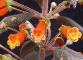 foto Podu Ziedi Koks Gloksīnija zālaugu augs, Kohleria oranžs