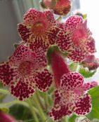 фото Комнатные цветы Колерия травянистые, Kohleria бордовый
