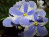 šviesiai mėlynas Afrikos Violetine Žolinis Augalas