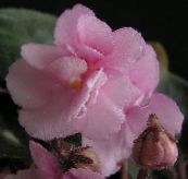 rosa African Violet Planta Herbácea