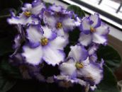 foto Podu Ziedi Āfrikas Violets zālaugu augs, Saintpaulia balts