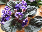 foto Krukblommor Afrikansk Violet örtväxter, Saintpaulia violett