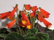 foto Pote flores Smithiantha planta herbácea vermelho