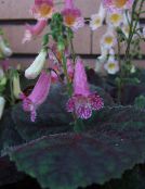 foto Podu Ziedi Smithiantha zālaugu augs ceriņi