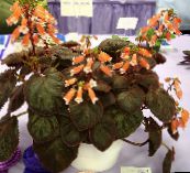 photo des fleurs en pot Smithiantha herbeux orange