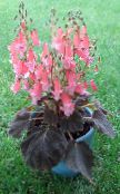 foto Podu Ziedi Smithiantha zālaugu augs sārts