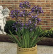 foto Pote flores African Blue Lily planta herbácea, Agapanthus umbellatus roxo